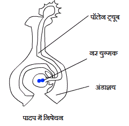 Fertilisation in Flowering Plant