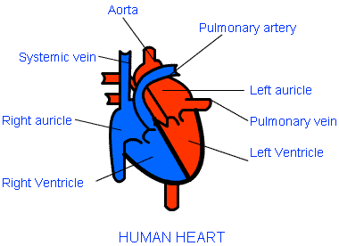 structure of heart