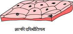 shalki epithelium