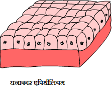 ghanakar epithelium